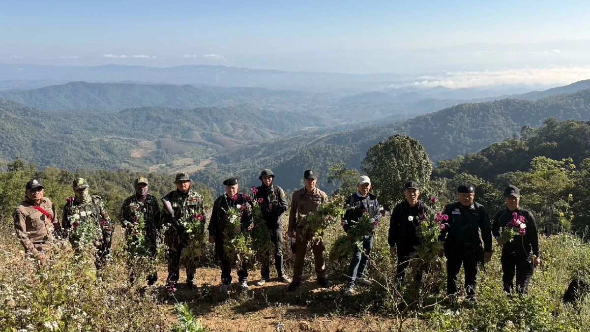 ตัดวงจรฝิ่นที่ต้นตอ! ป.ป.ส. ใช้เทคโนโลยีเชิงรุก ทำลายแหล่งปลูก