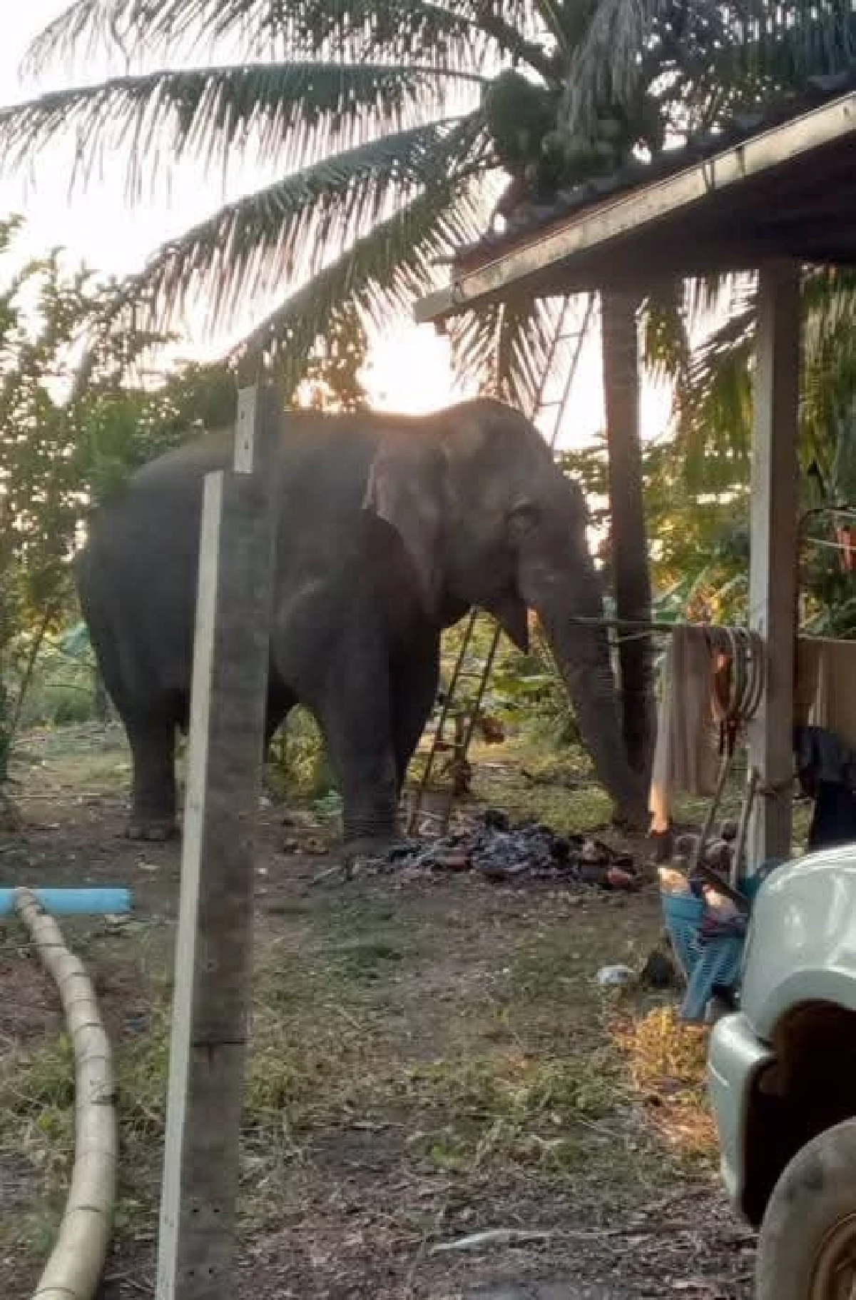 กรมอุทยานฯ แจงภารกิจย้าย ช้างป่า สีดอแก้ว สู่ช่องกล่ำบน