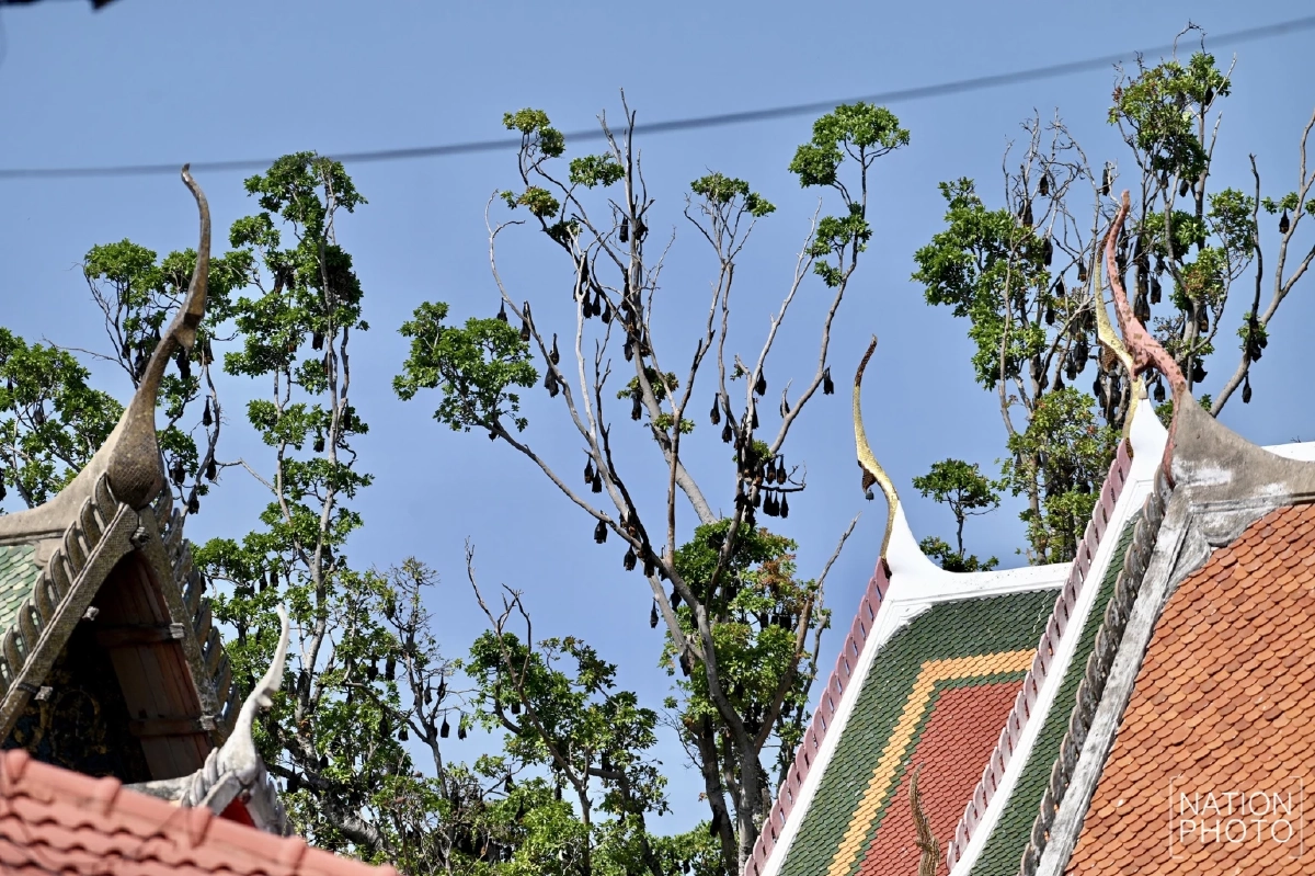 อยุธยาเร่งล้างวัดขนอนใต้ หลังพบมูลค้างคาวสะสมจำนวนมาก