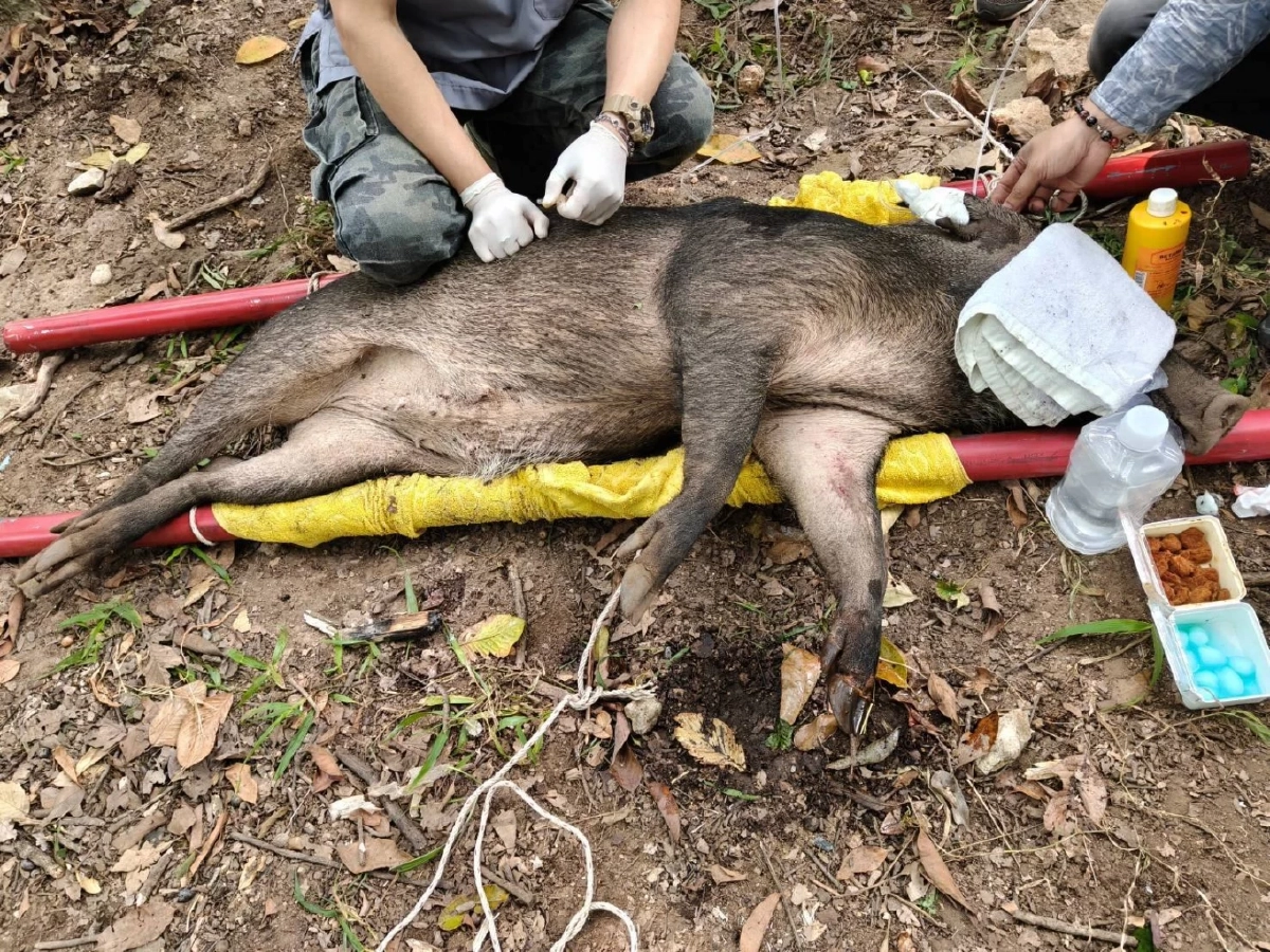 นาทีชีวิต! ช่วยหมูป่าดอยสุเทพติดแร้วพรานป่า บาดเจ็บสาหัส