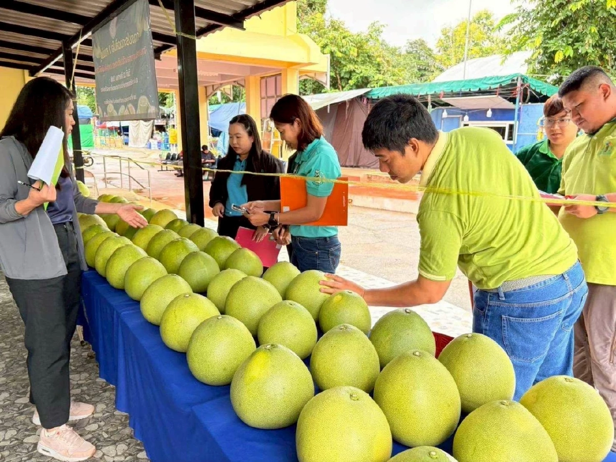 กรมทรัพย์สินทางปัญญา ประกาศ “ส้มโอเวียงแก่น” เป็น GI น้องใหม่
