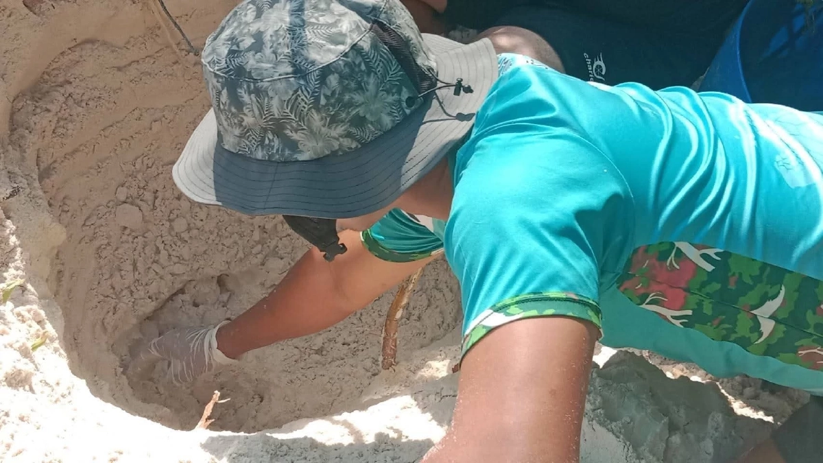 สิมิลันยิ้ม! แม่เต่าตนุวางไข่รังที่ 6 ย้ำระบบนิเวศฟื้นตัว