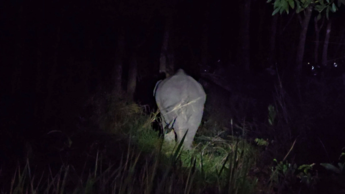 กรมอุทยานฯ ทดลองฉีดวัคซีนคุมกำเนิดช้างป่าครั้งแรกในไทย