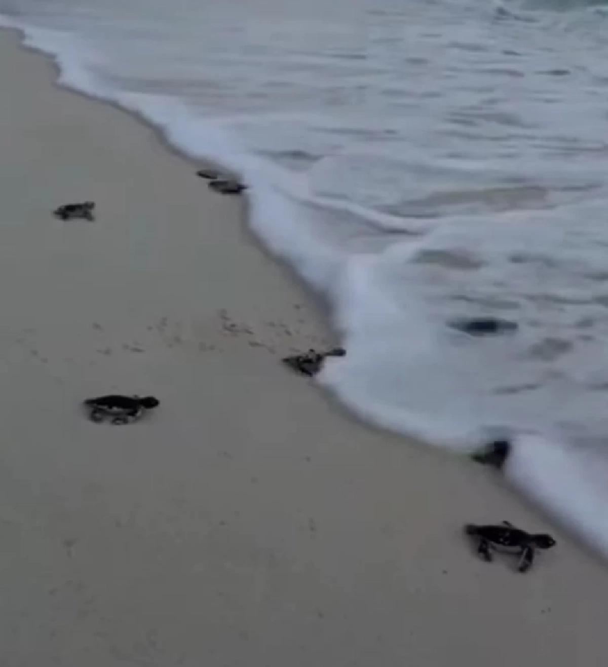 สิมิลันปล่อยลูกเต่าตนุ 71 ตัว คืนสู่ธรรมชาติ ต้อนรับปีใหม่