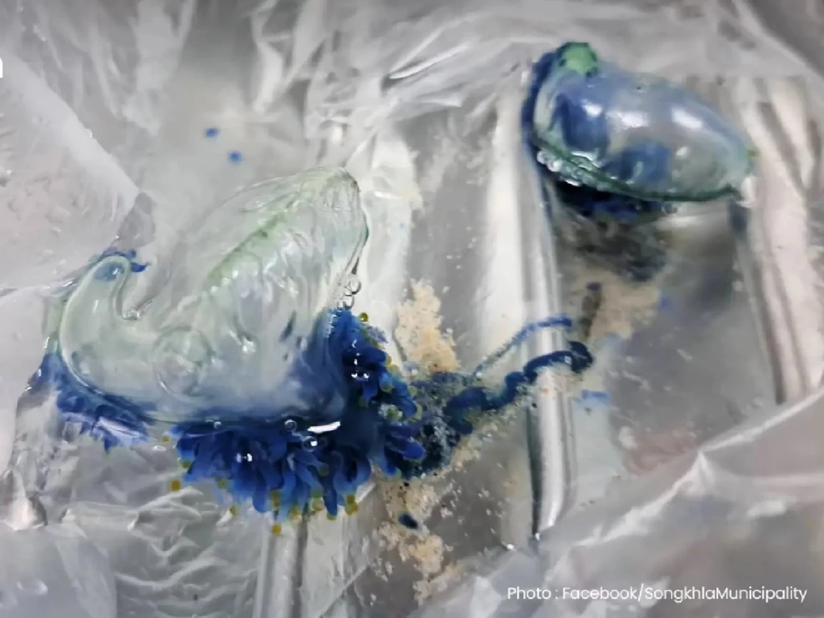 เทศบาลนครสงขลาเตือนแมงกะพรุนพิษบุกหาดสมิหลา