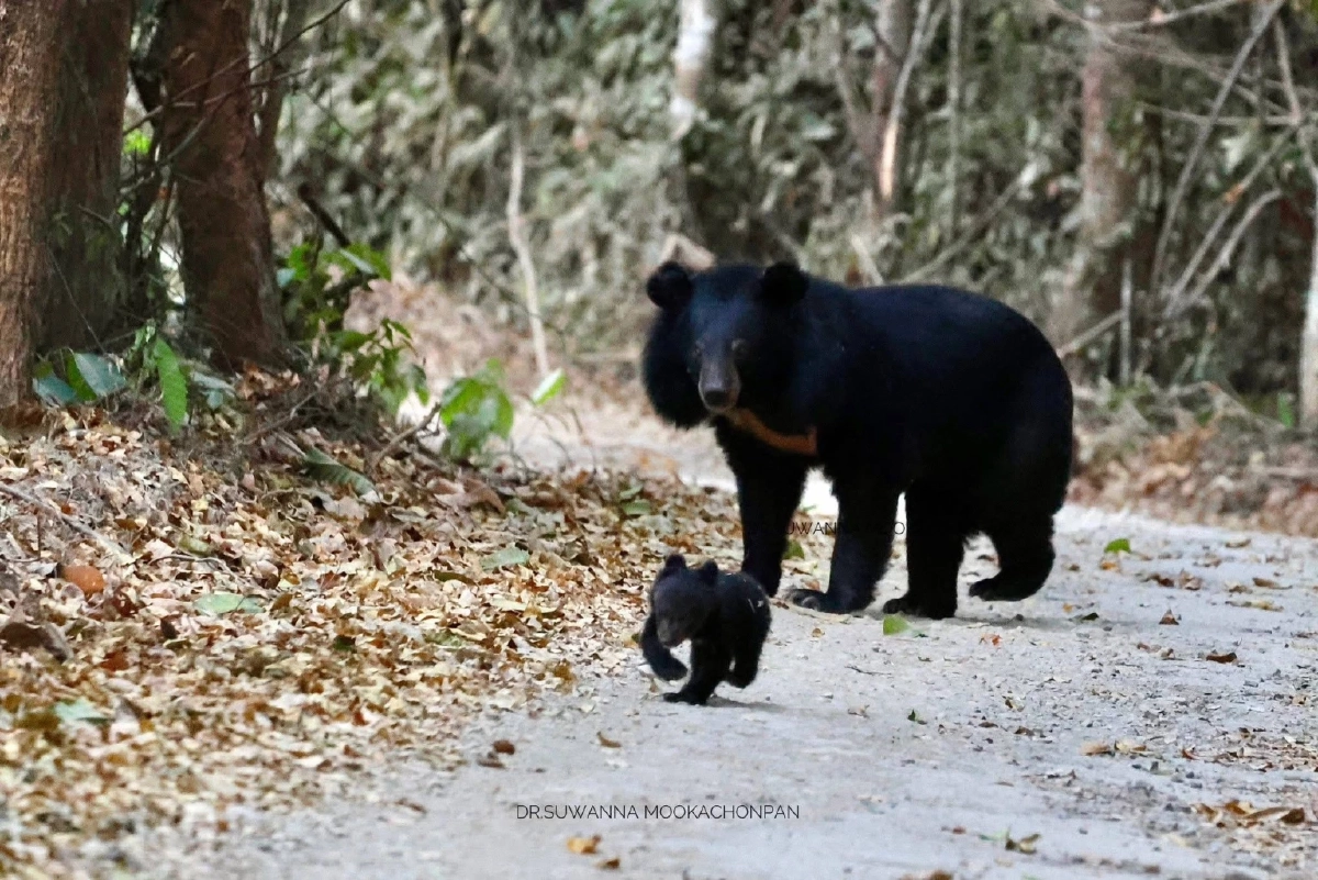 นทท. เผยภาพหาดูยาก หมีควายแม่ลูก โผล่ถนนแก่งกระจาน