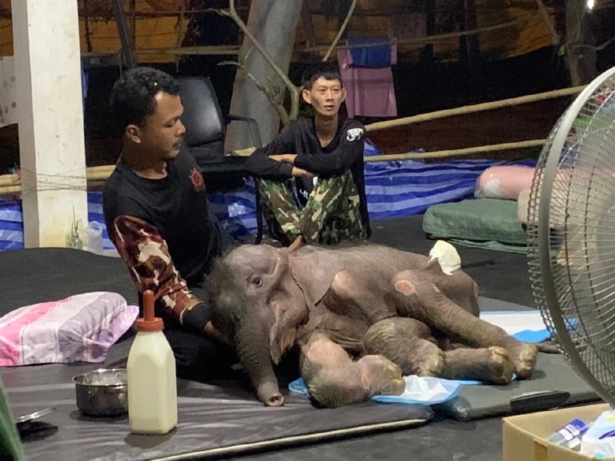 ข้ามปีไม่ทิ้งกัน อัปเดตอาการพังข้าวต้ม ลูกช้างป่าบึงฉวาก ทีมหมอเฝ้าดูแลใกล้ชิด