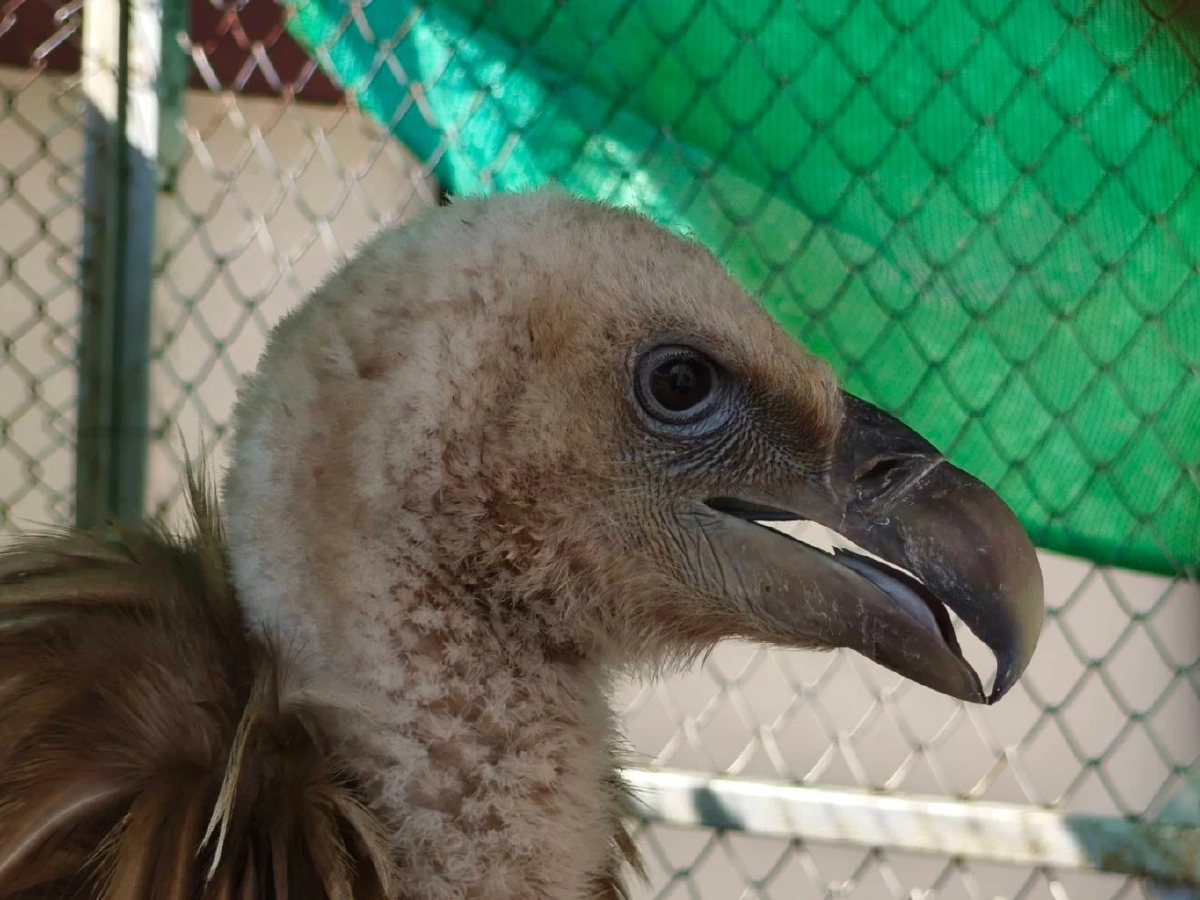 ภารกิจช่วยชีวิต แร้งสีน้ำตาลหิมาลัย พลัดหลงหนีหนาวถึงนครสวรรค์