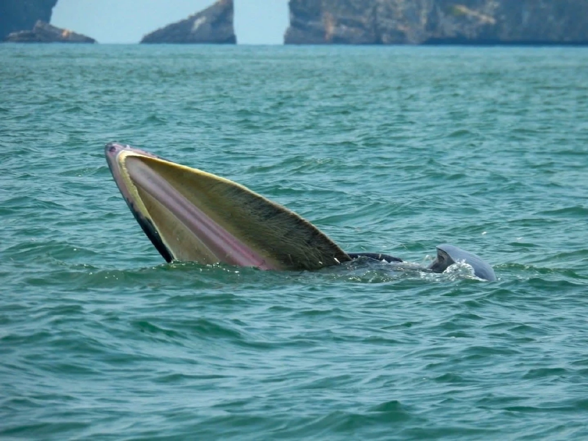 วาฬบรูด้า 2 ตัว อวดโฉมต่อเนื่องใจกลางทะเลหมู่เกาะอ่างทอง