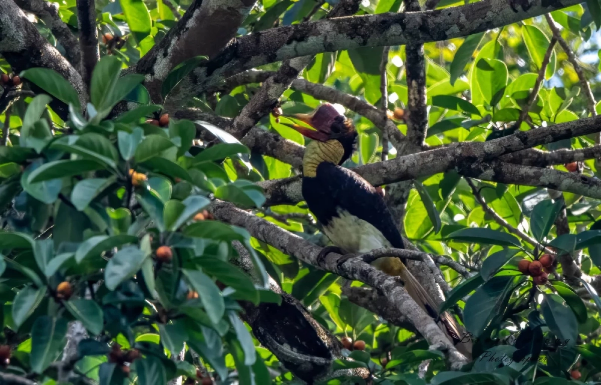 พบ "นกชนหิน" สัตว์ป่าสงวนหายาก โผล่กลางป่าคลองแสง