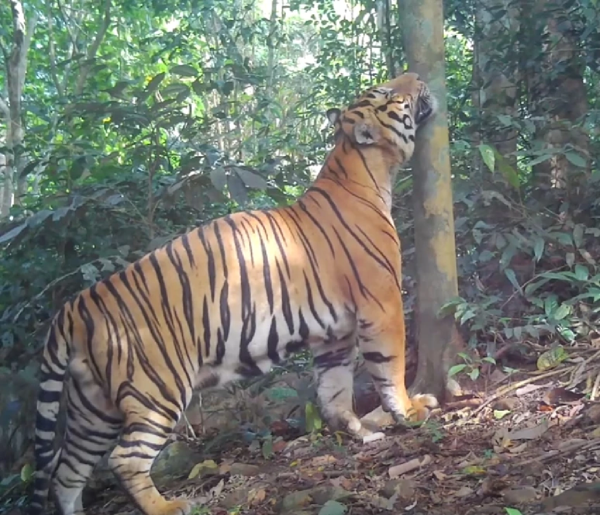 เสือโคร่ง "ณเดช" โชว์หาวหน้ากล้อง ทำชาวเน็ตแห่แชร์ความหล่อ