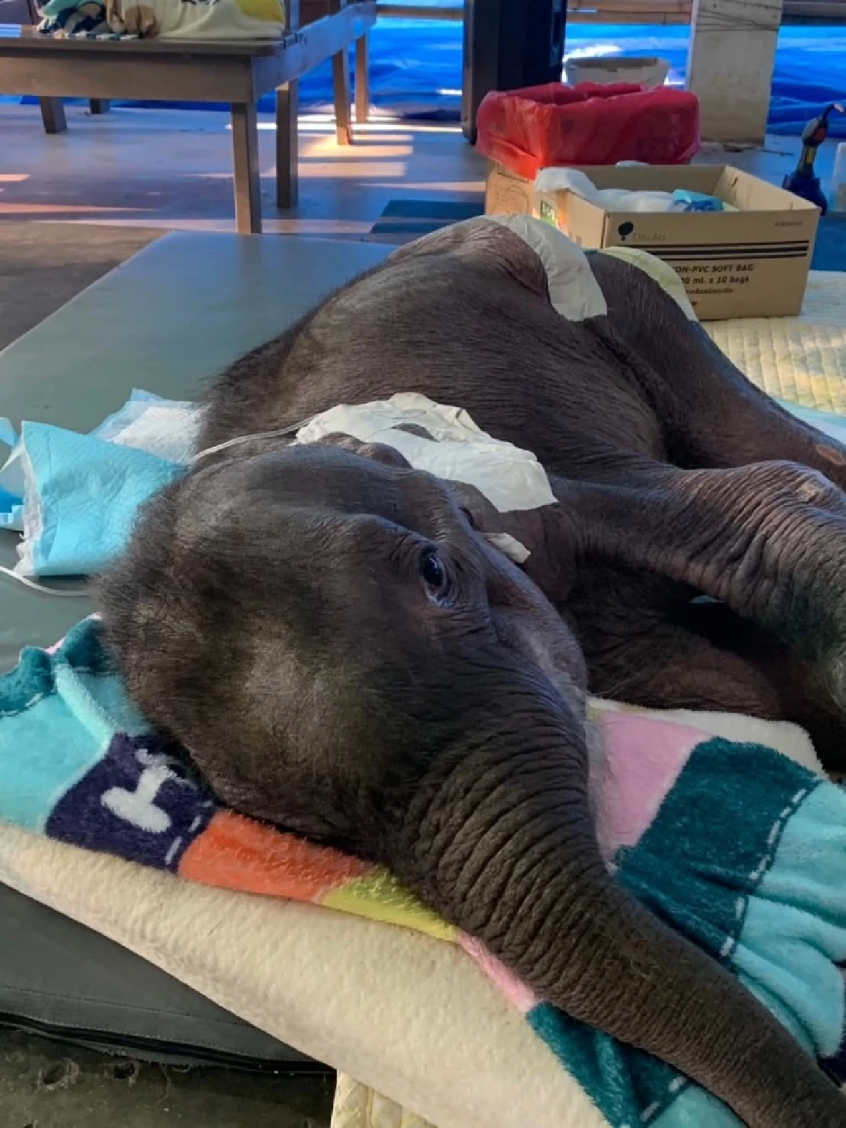 ปาฏิหาริย์มีจริง! "พังข้าวต้ม" สู้สุดใจ พลิกฟื้นอาการวิกฤต