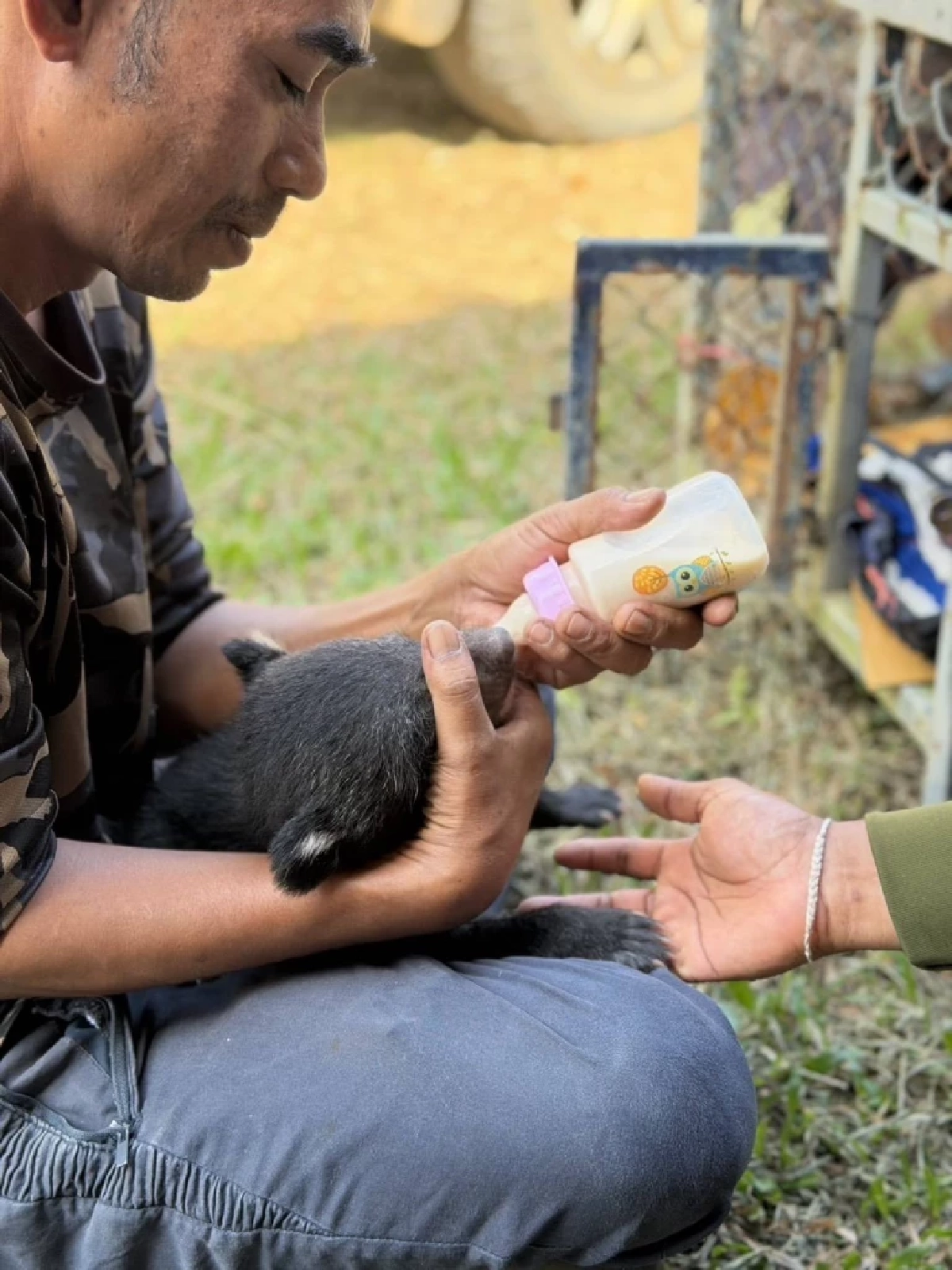 นาทีชีวิต! ลูกหมีควายหลงป่าพังงา จนท.เร่งช่วยดูแลใกล้ชิด