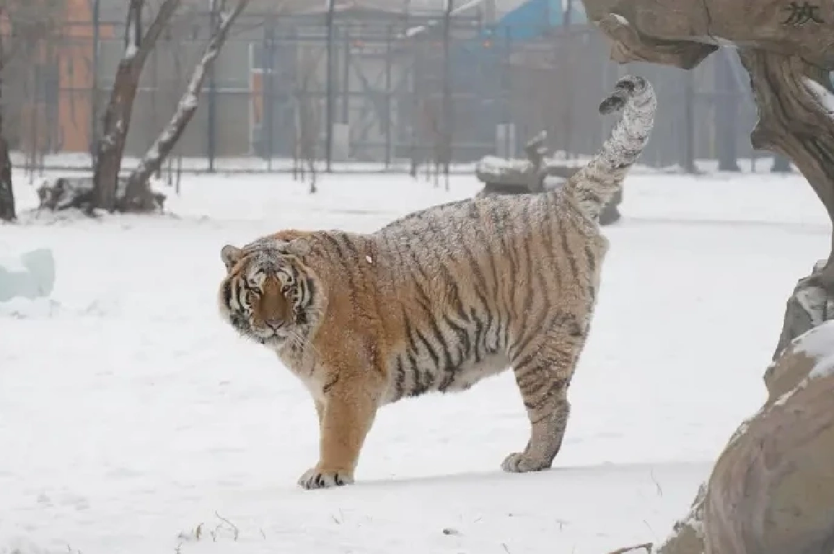 ชมภาพเสือโคร่งไซบีเรียแห่งฮาร์บิน พักผ่อนกลางหิมะสุดสบายใจ