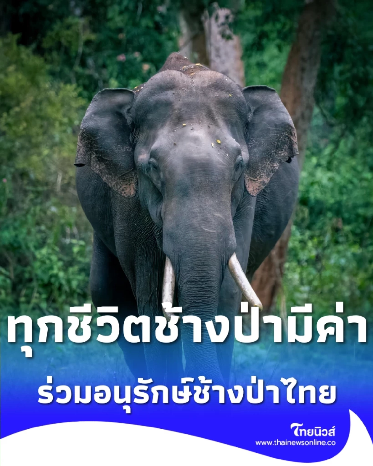 บทเรียนน้องข้าวต้ม ทุกชีวิตช้างป่ามีค่า ยิ่งใหญ่เกินประเมิน