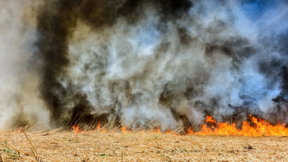 กรมควบคุมมลพิษ แจงกฎหมายห้ามเผา ฝ่าฝืนโทษหนัก คุกสูงสุด 20 ปี