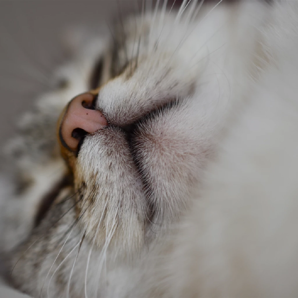 วิธีปฐมพยาบาลเมื่อแมวมีอาการชัก ข้อควรทำและห้ามทำเพื่อความปลอดภัย