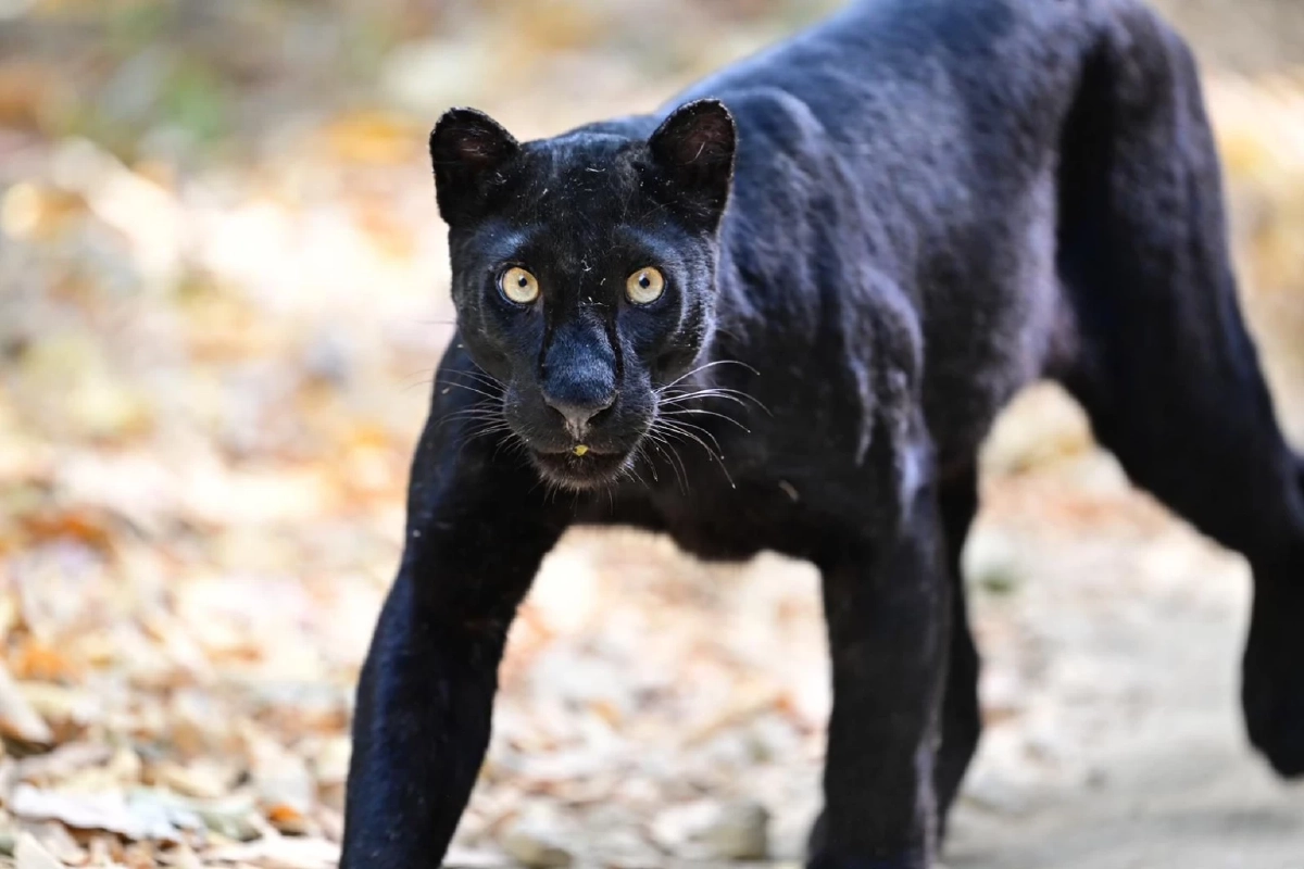 ของขวัญล้ำค่าจากผืนป่า เสือดำ อวดโฉมรับปีใหม่ ณ แก่งกระจาน