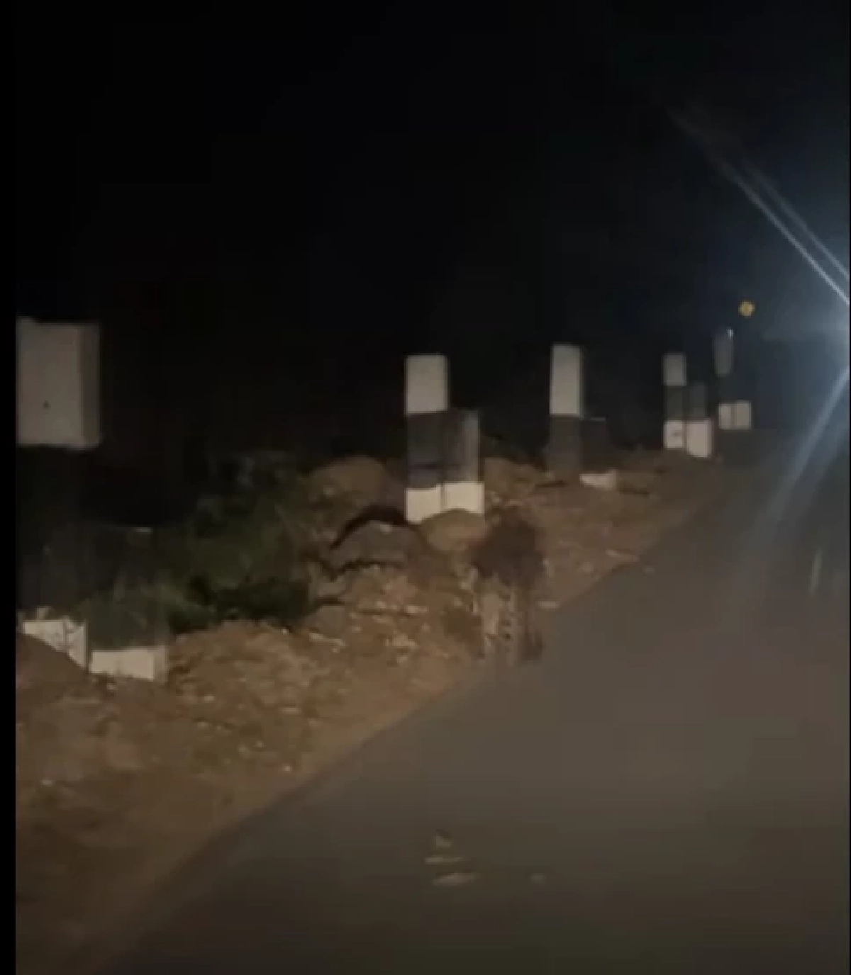 พบเสือลายเมฆหน้าด่านศาลเจ้าพ่อเขาใหญ่ ย้ำความสมบูรณ์มรดกโลก