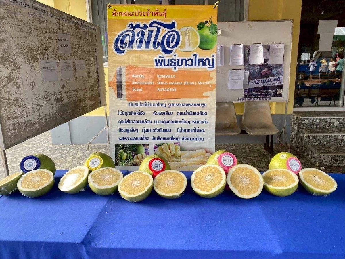 เปิดตัว GI ใหม่ ส้มโอเวียงแก่น หนุนเชียงรายขึ้นรองแชมป์ประเทศ