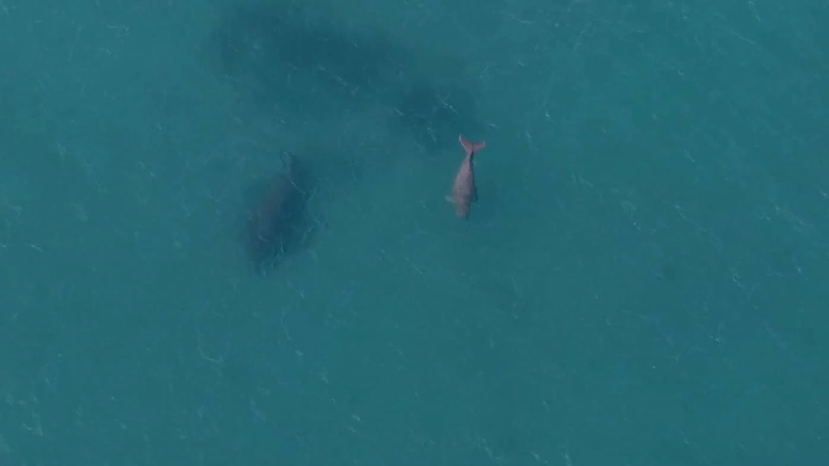 อุทยานฯ พีพีพบแม่ลูกพะยูนสุขภาพดีที่อ่าวทึง เร่งวางทุ่นคุมความเร็ว