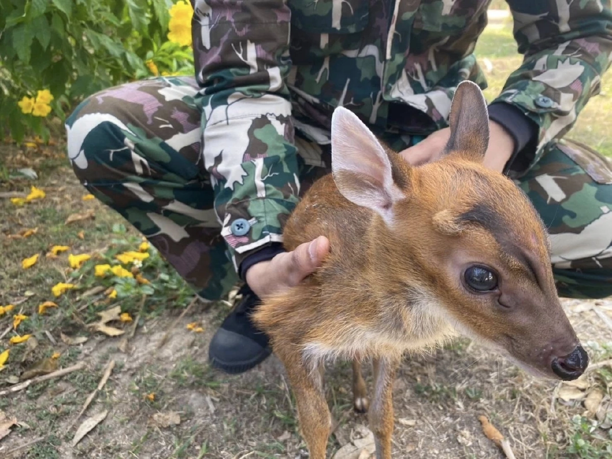 เจ้าหน้าที่อนุรักษ์เพชรบุรีเร่งช่วย ลูกเก้ง พลัดหลง