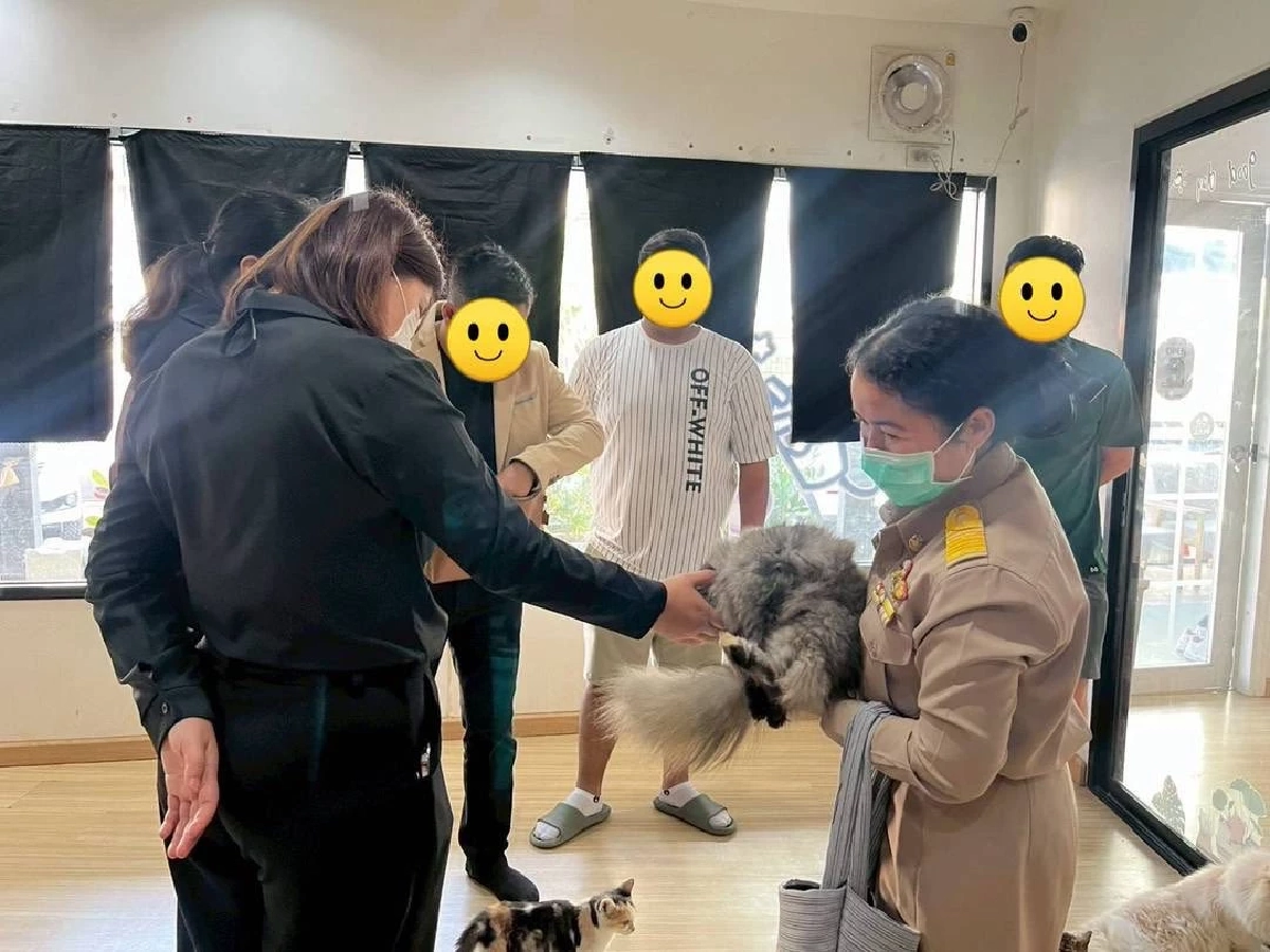 เขตบางเขนรุดตรวจคาเฟ่แมว หลังโซเชียลแฉคลิปทารุณกรรมสัตว์