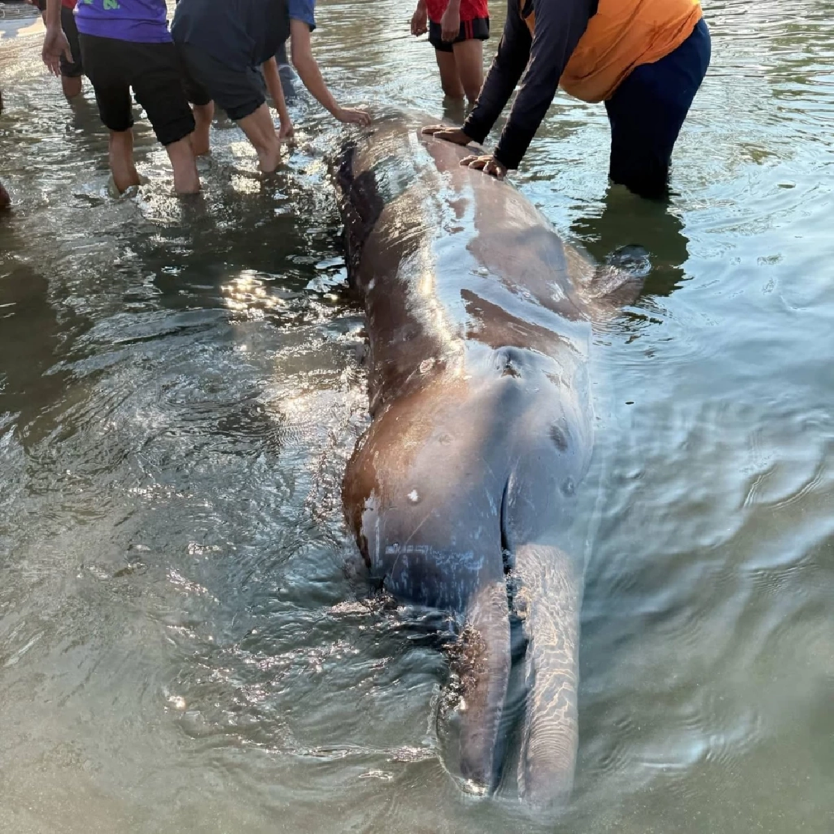 วาฬอ่อนแรงกลางทะเลจันทบุรี ก่อนเสียชีวิต ถือเป็นสัตว์ทะเลหายาก