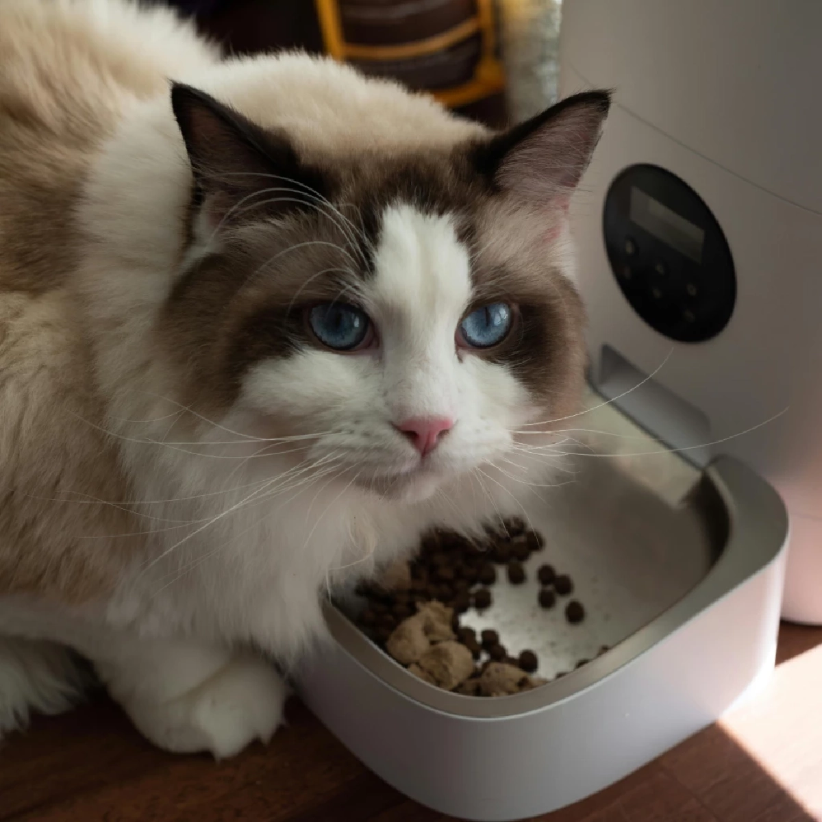 แมวควรกินวันละเท่าไหร่? เปิดสูตรคำนวณอาหารตามน้ำหนักตัว