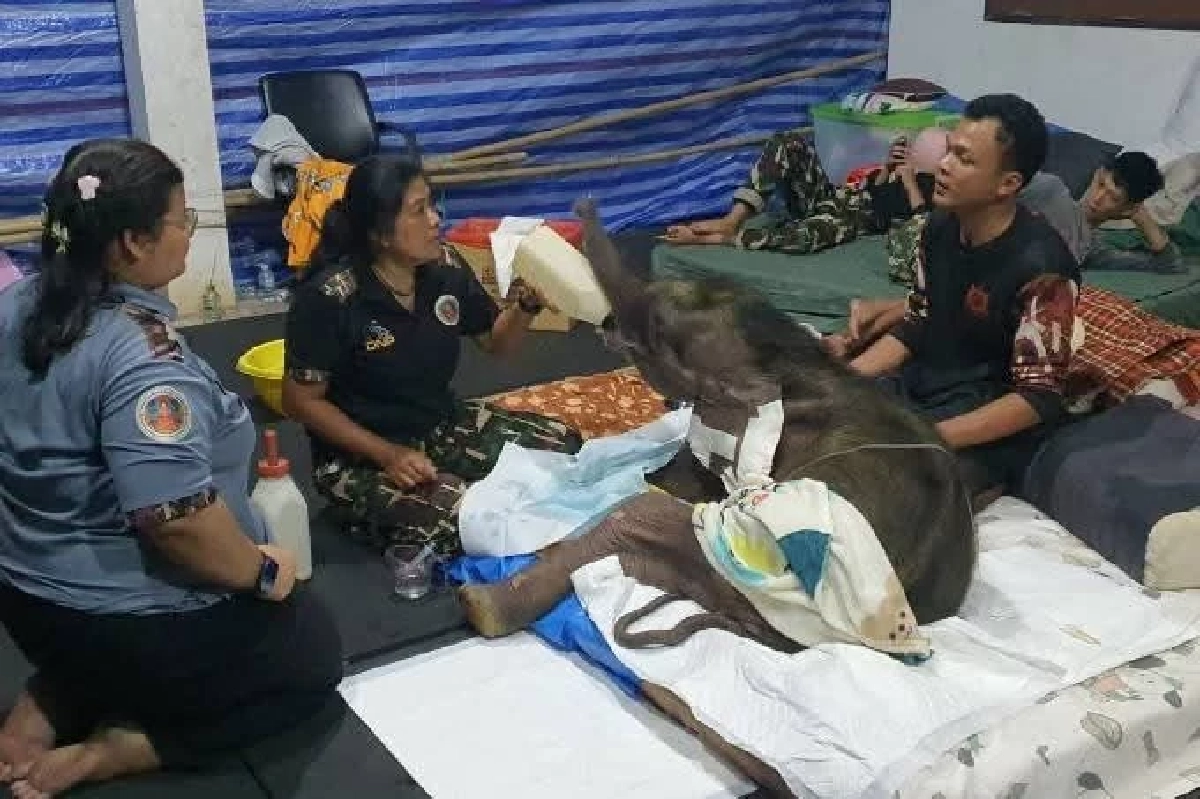 ข้ามปีไม่ทิ้งกัน อัปเดตอาการพังข้าวต้ม ลูกช้างป่าบึงฉวาก ทีมหมอเฝ้าดูแลใกล้ชิด