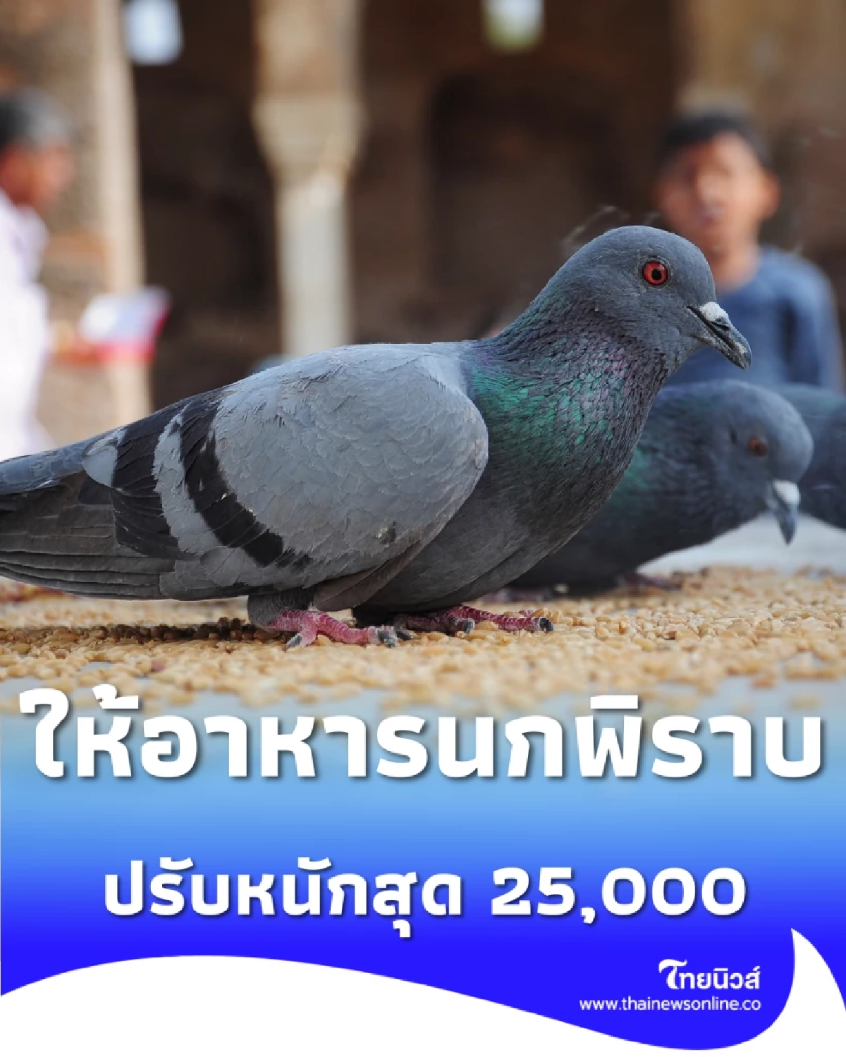 เตือน ห้ามขาย-ให้อาหารนกพิราบ ฝ่าฝืนปรับหนักสูงสุด 25,000 บาท