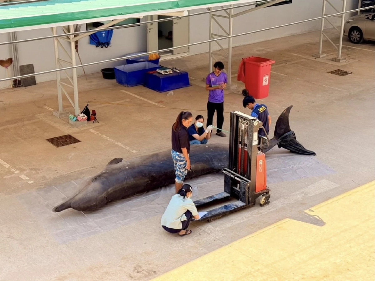 สุดเศร้า ผลชันสูตรซากวาฬมีจะงอยปาก เกยตื้นที่จันทบุรี