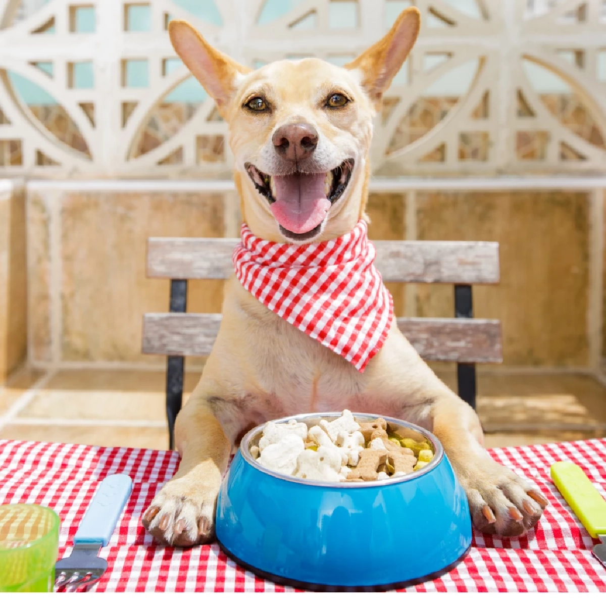 วิจัยเผยอาหารสุนัขพรีเมียมทำโลกร้อนพุ่ง แนะสลับกินอาหารเม็ด