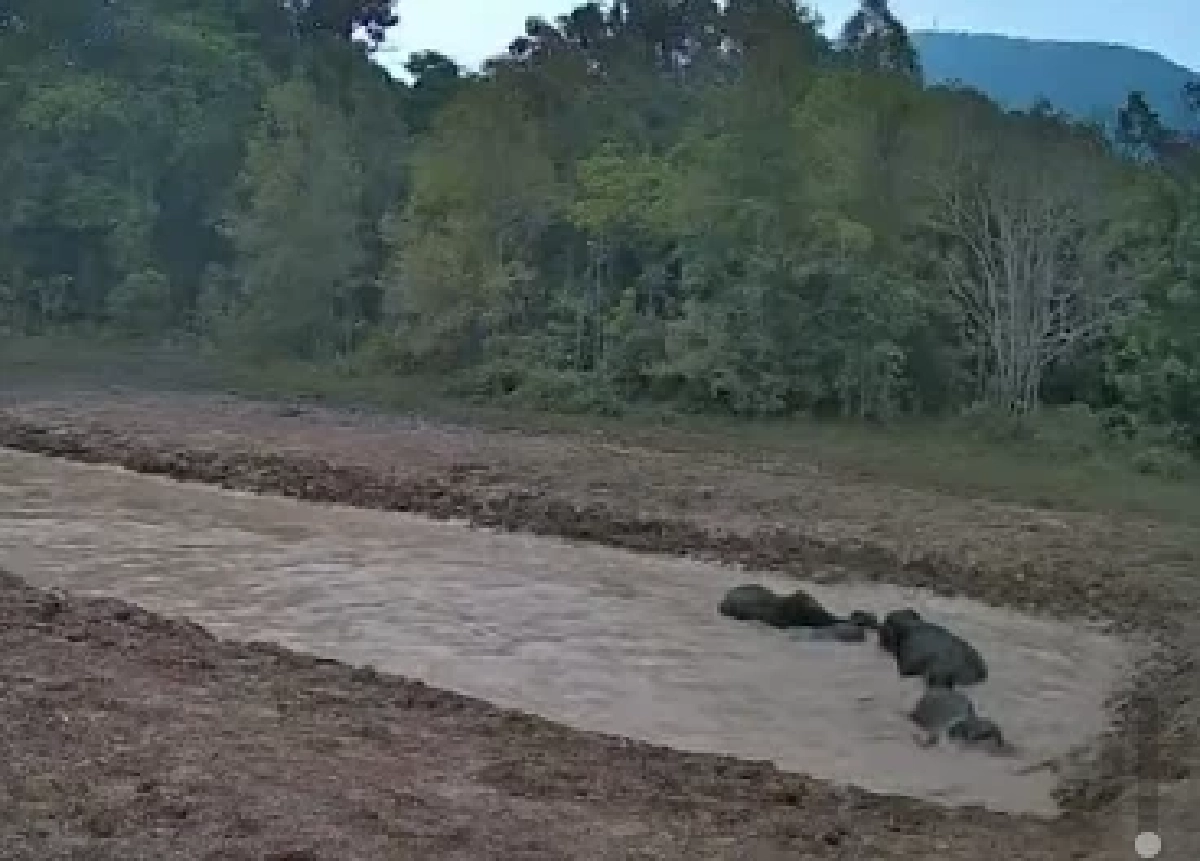 ช้างป่าเขาใหญ่เล่นน้ำฉ่ำ! โครงการแก้ปัญหาช้างออกนอกพื้นที่เริ่มเห็นผล