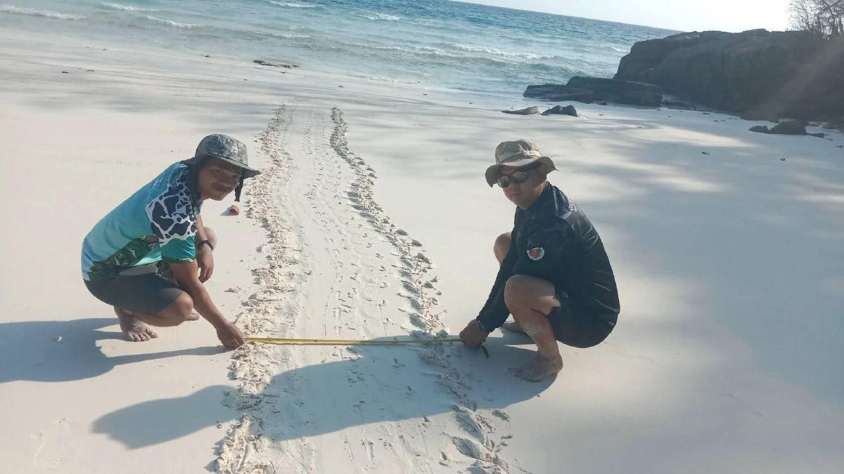 สิมิลันยิ้ม! แม่เต่าตนุวางไข่รังที่ 6 ย้ำระบบนิเวศฟื้นตัว