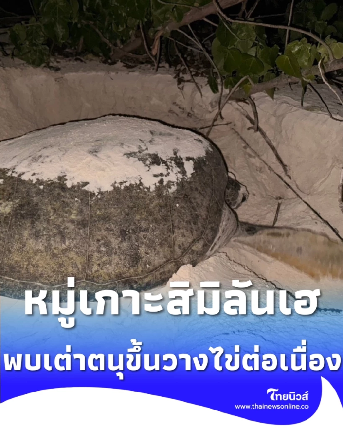 ข่าวดี สิมิลันพบเต่าตนุวางไข่รังที่ 5 ยันระบบนิเวศดีขึ้น