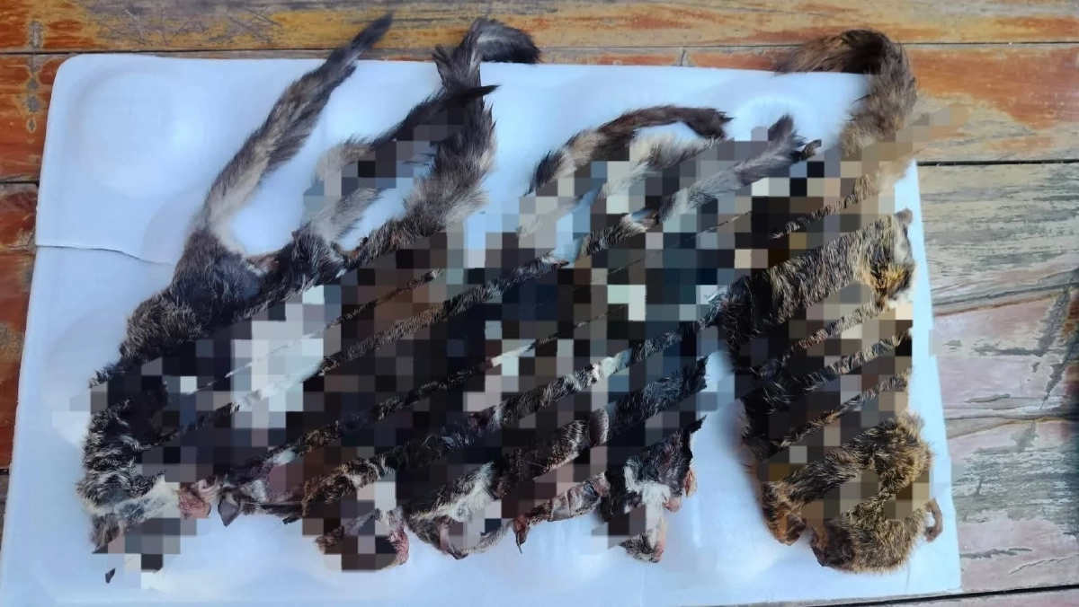 ทลายตลาดค้าสัตว์ป่าชายแดนไทย–ลาว รวบ 2 ผู้ต้องหา ยึดซากสัตว์ป่า