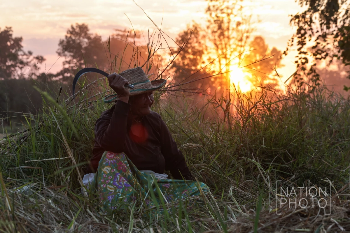 ชาวนาชายแดนสระแก้วกลับมาเกี่ยวข้าวล่าช้าเกือบเดือน หลังอพยพ