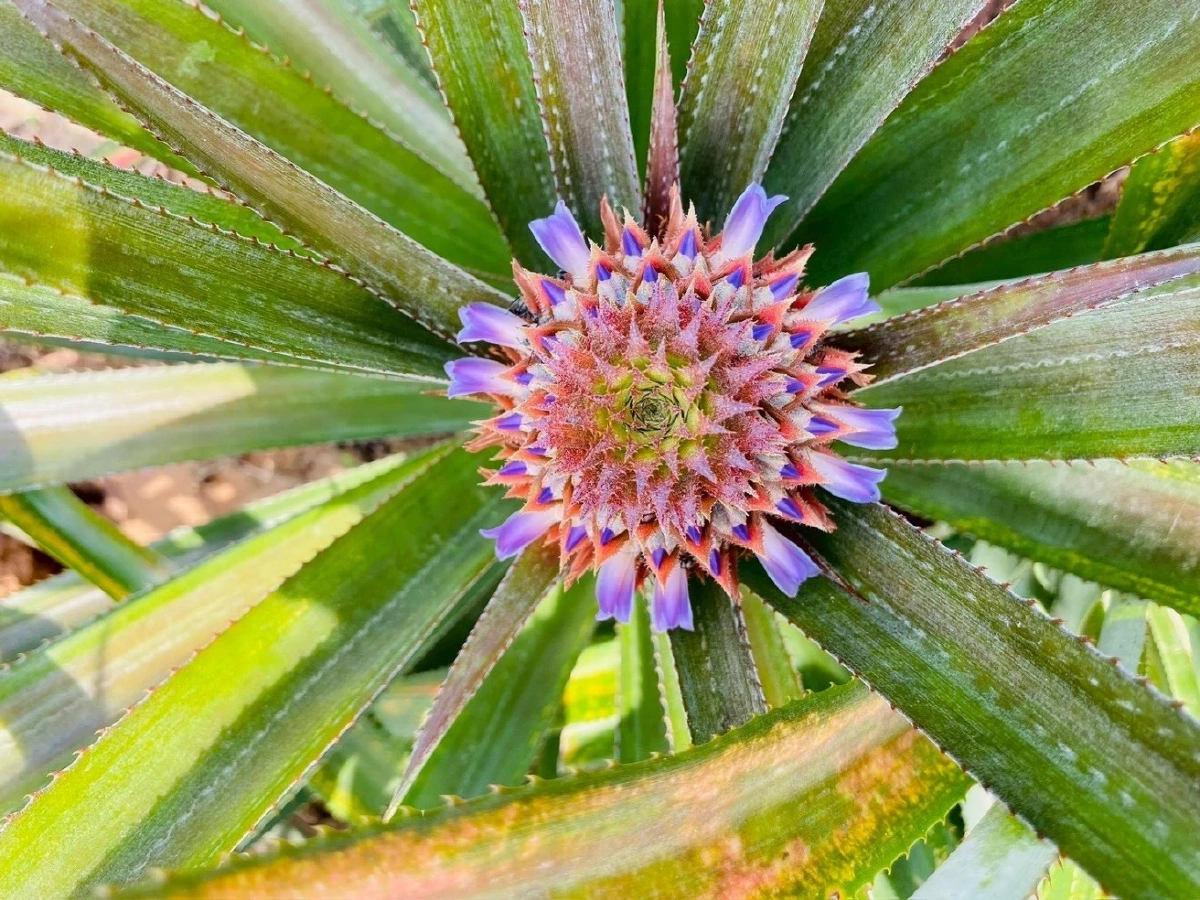 ของดีชุมพร สับปะรดสวี ขึ้นแท่น GI รสชาติ-คุณภาพ สู่ตลาดเงินล้าน