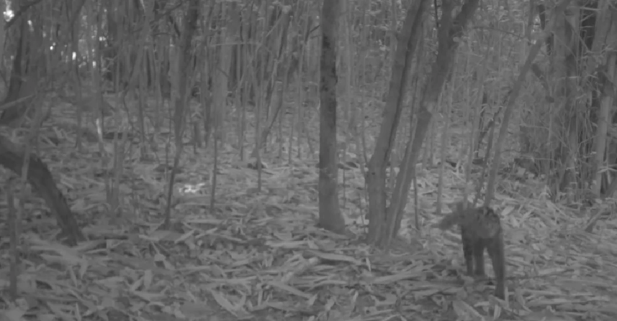 ฮือฮา! พบแมวลายหินอ่อน สัตว์สงวนหายากครั้งแรกที่ป่าละอู