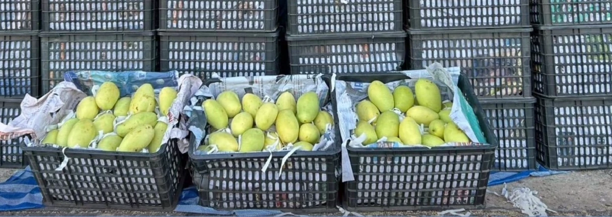 ตำรวจทางหลวงมุกดาหาร สกัดกระบะลอบขนมะม่วงแก้วขมิ้นต่างประเทศ