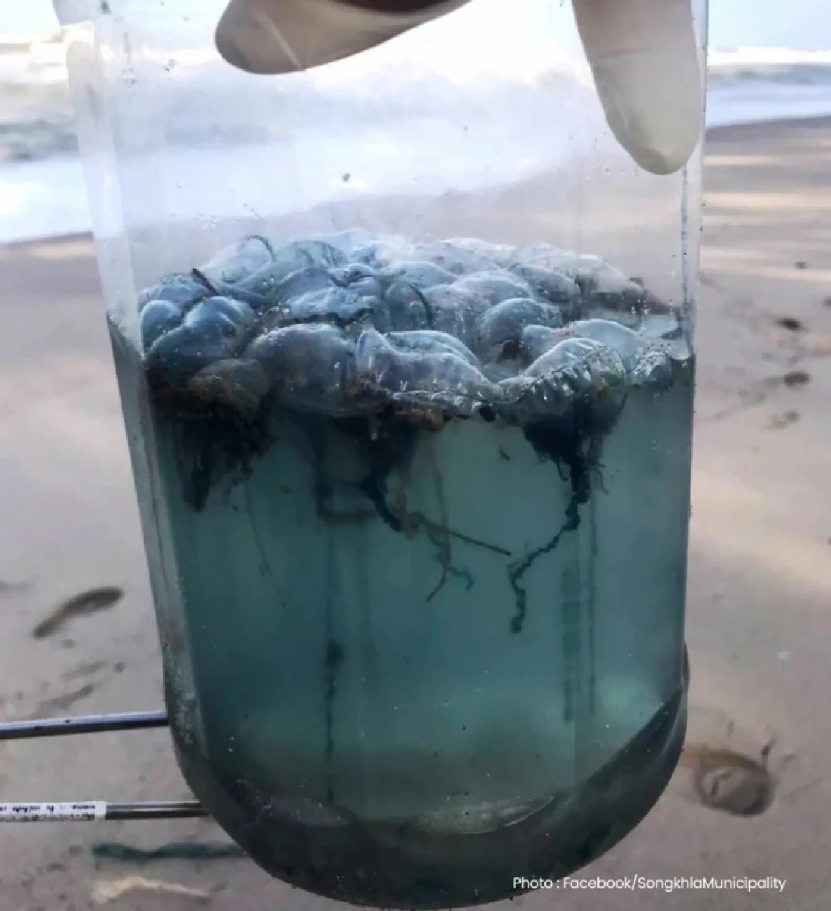 เทศบาลนครสงขลาเตือนแมงกะพรุนพิษบุกหาดสมิหลา