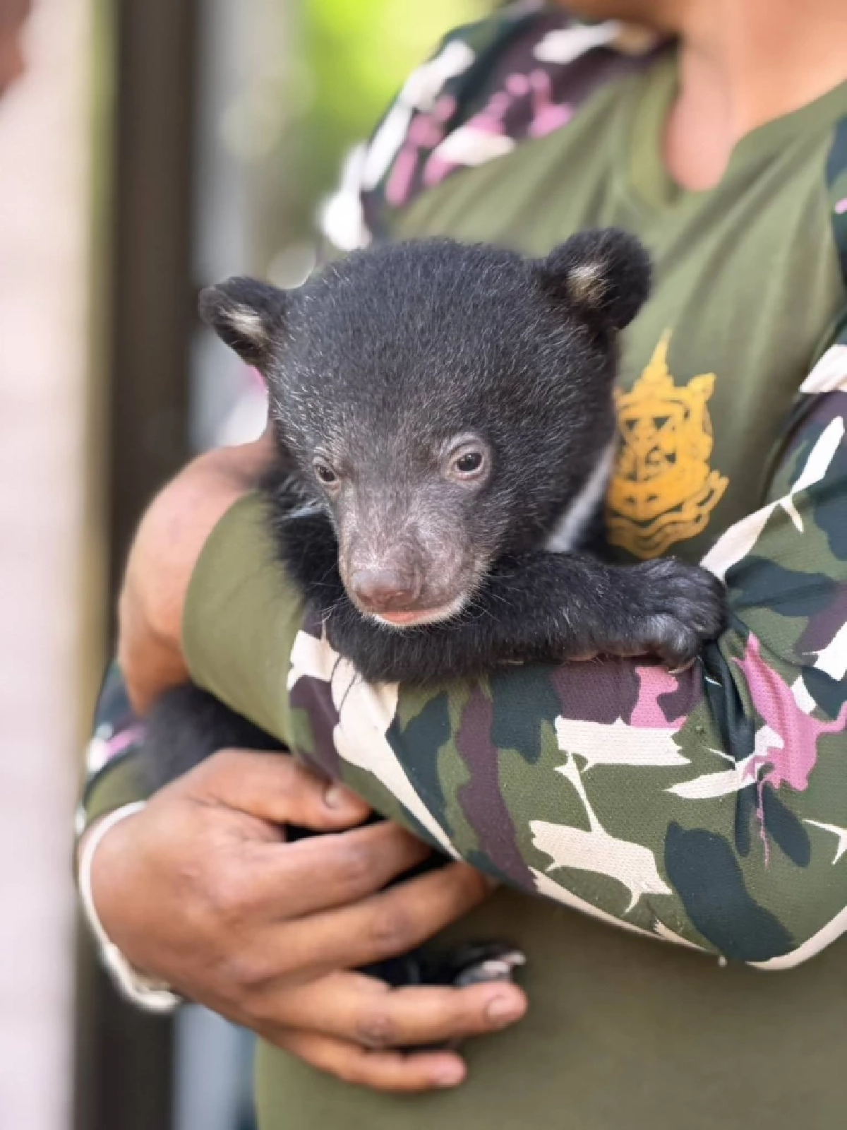 นาทีชีวิต! ลูกหมีควายหลงป่าพังงา จนท.เร่งช่วยดูแลใกล้ชิด
