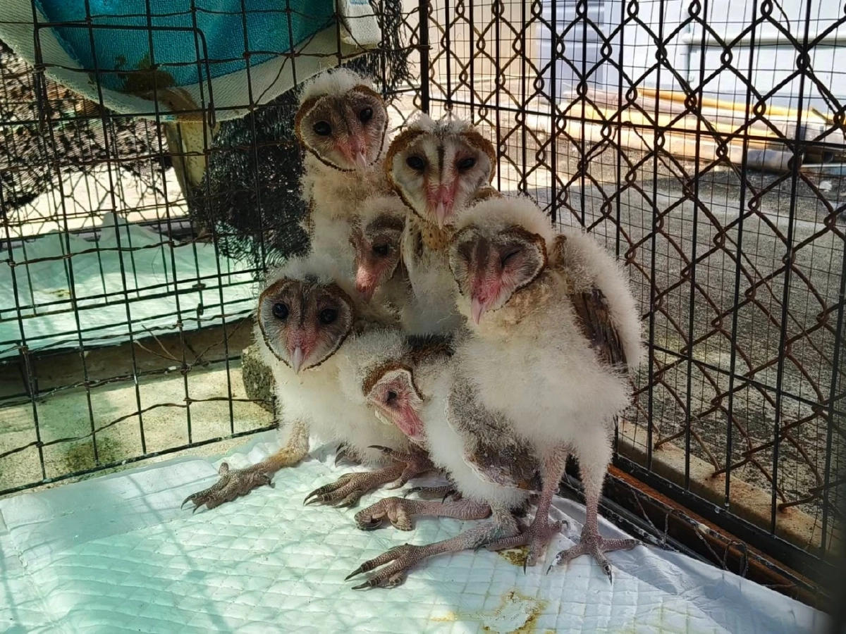 นกแสก ความเชื่อที่ผิดๆ กับสัตว์นักล่าผู้ควบคุมระบบนิเวศ