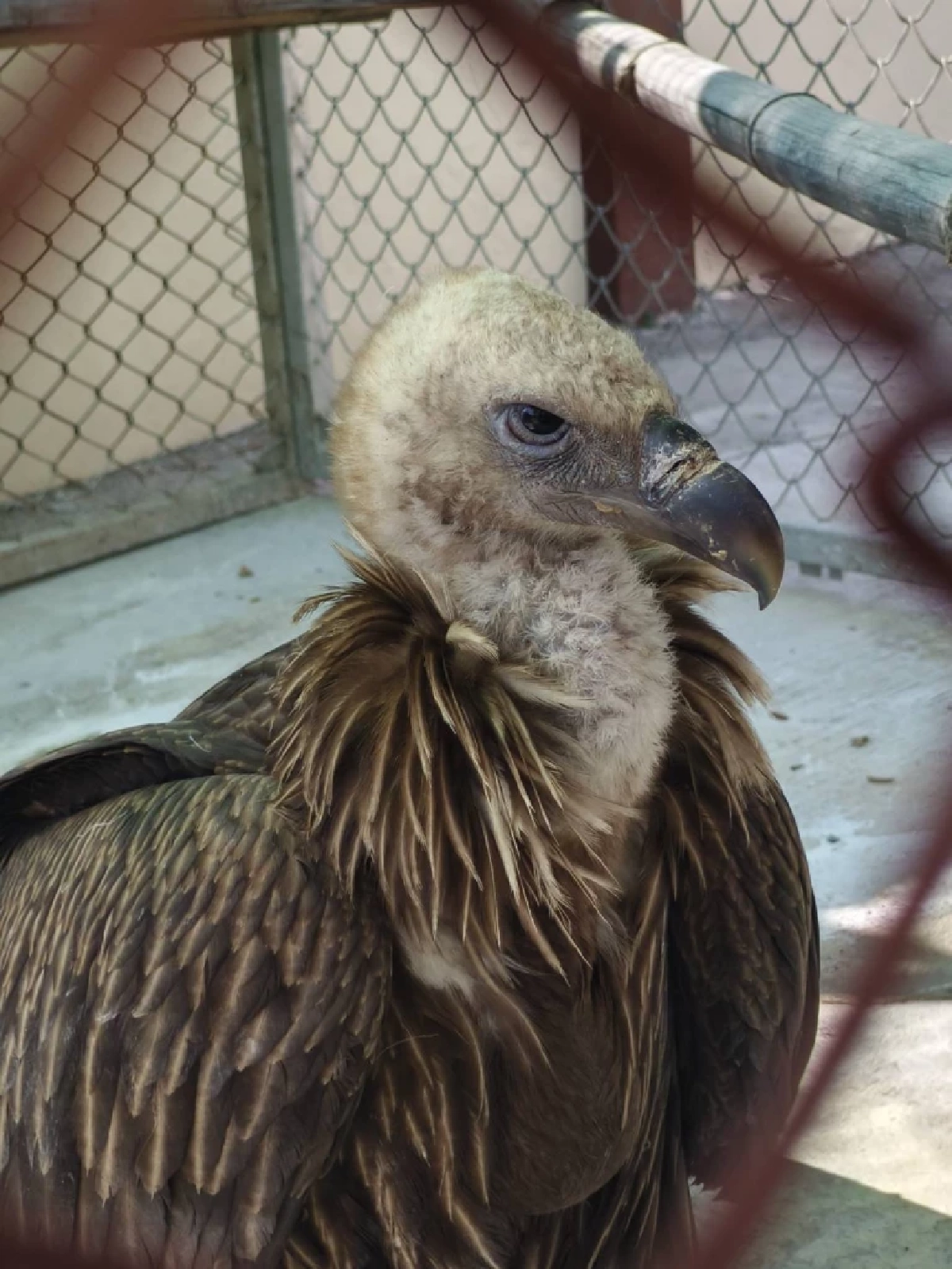 อัปเดต นิกกี้ แร้งสีน้ำตาลหิมาลัย อาการดีขึ้น แข็งแรงขึ้น