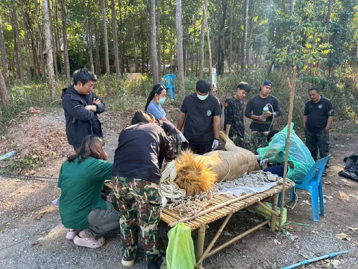 กรมอุทยานฯ ระดมทีมสัตวแพทย์เร่งรักษา เมอรี่–คริสต์มาส