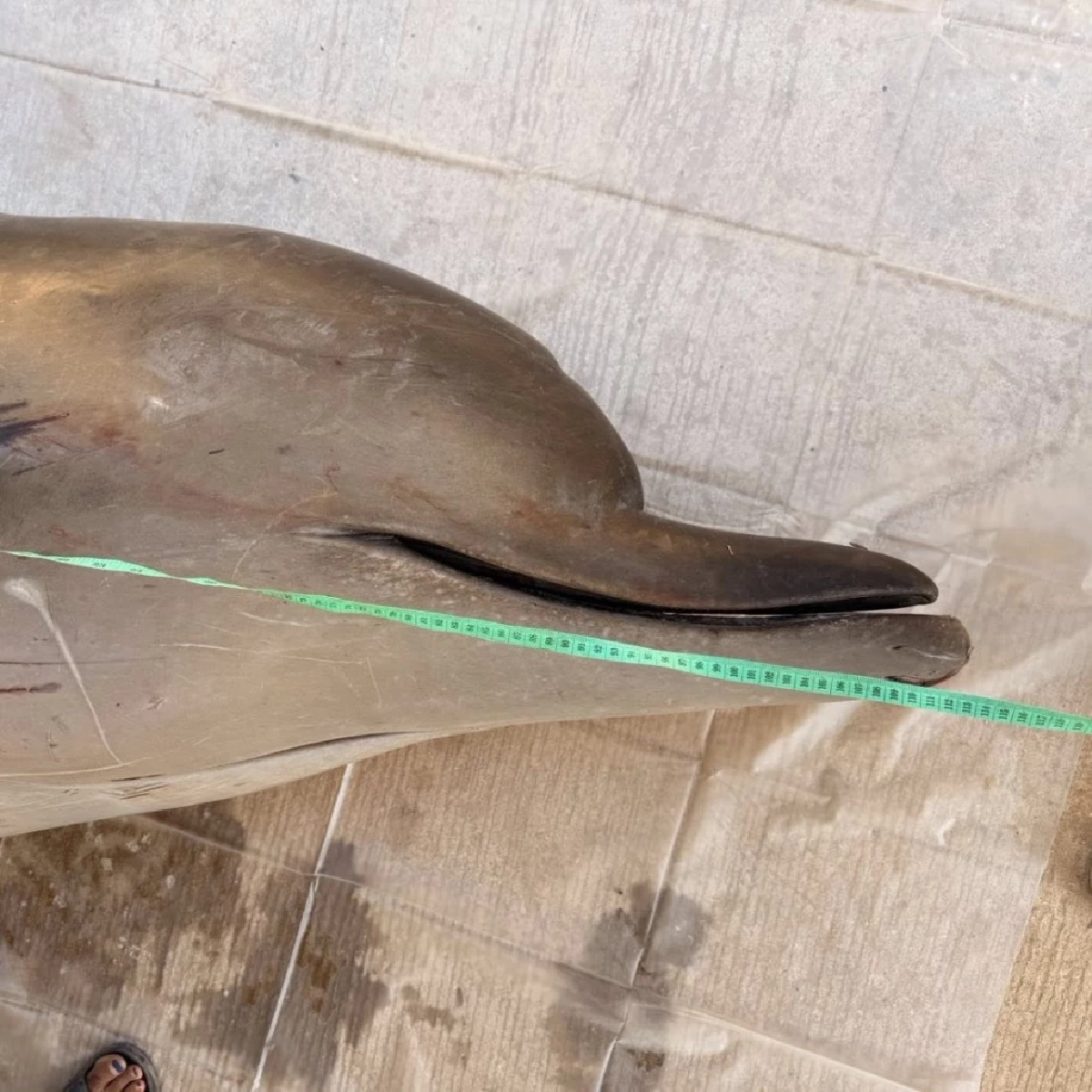 สุดเศร้า ผลชันสูตรซากวาฬมีจะงอยปาก เกยตื้นที่จันทบุรี