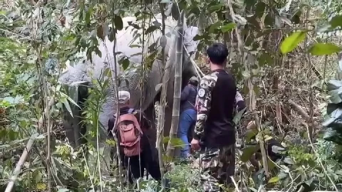 ทีมสัตวแพทย์ลงพื้นที่รักษาพลายมะม่วง พร้อมเช็กปลอกคอ GPS