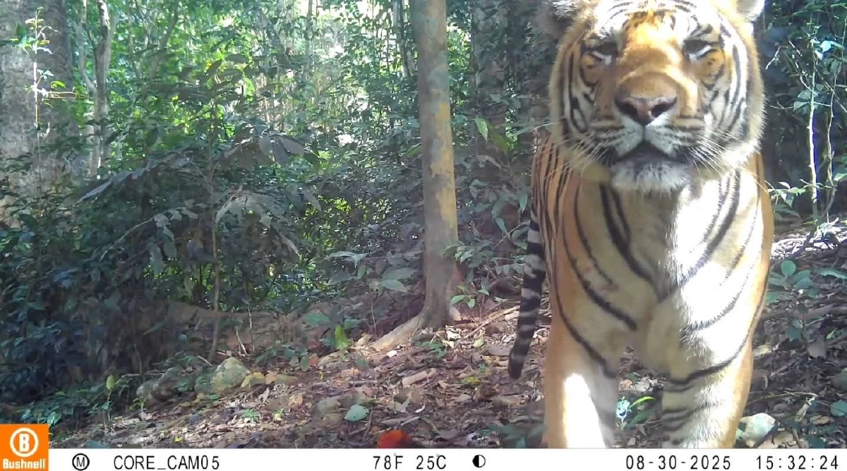 อุทยานแก่งกระจานเผยภาพ "เสือโคร่ง-จระเข้น้ำจืด" หลังลาดตระเวน 10 วัน