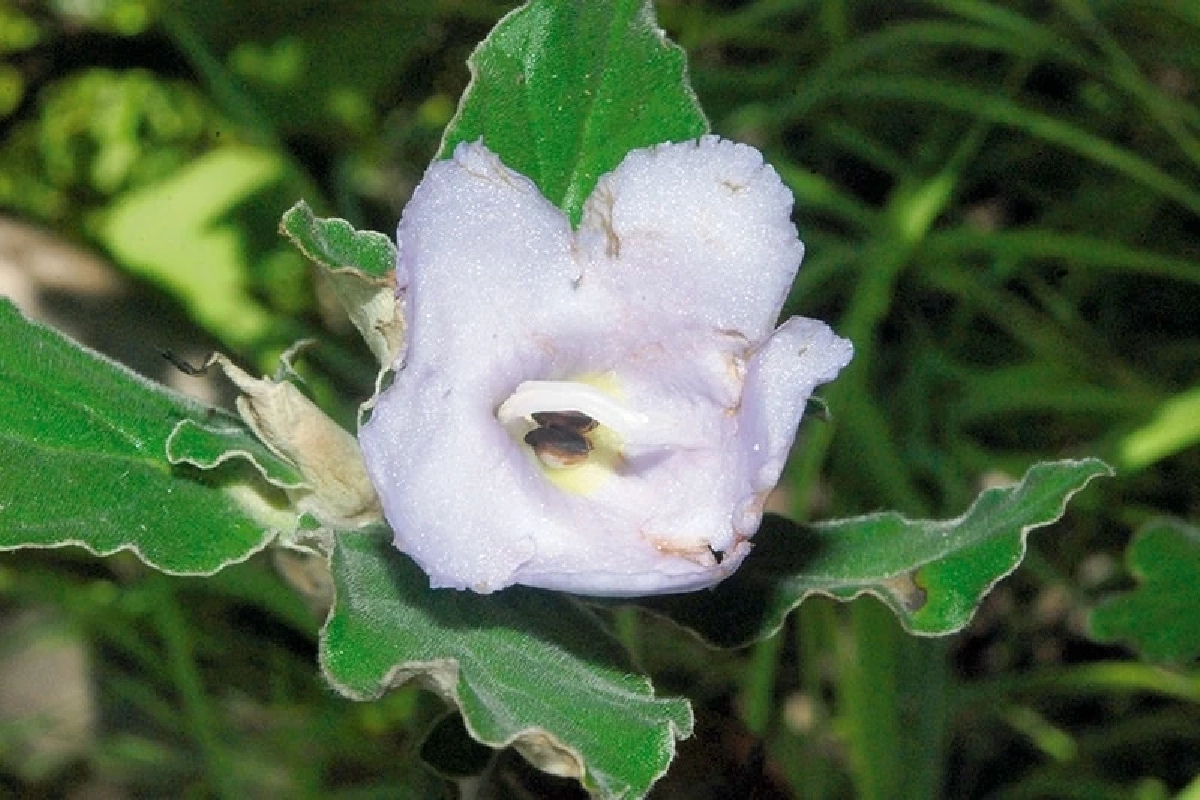 ความงามจากผาหิน ภูมิพลินทร์ ดอกไม้หายากหนึ่งเดียวในโลก